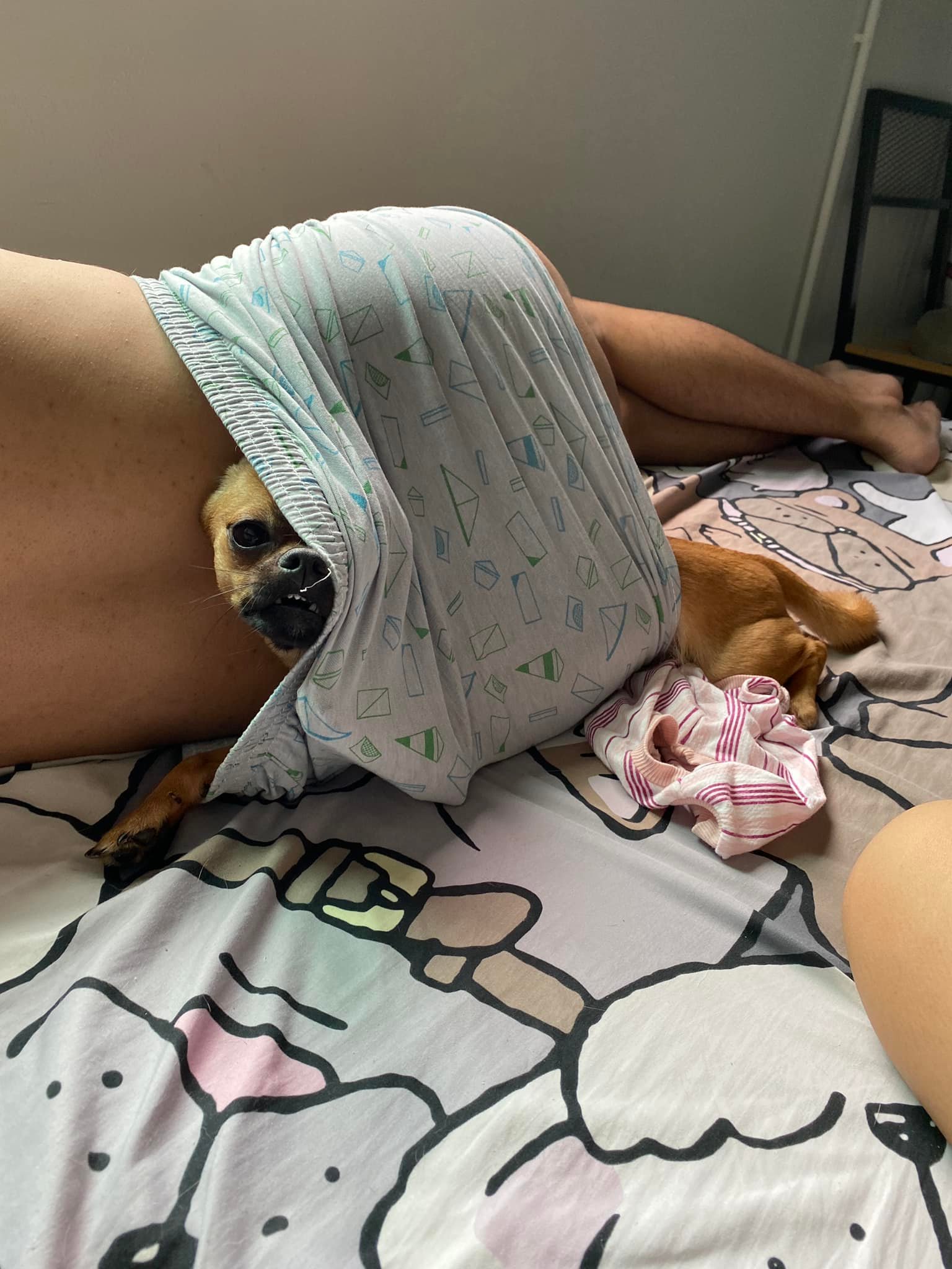 ของเล่นหมา