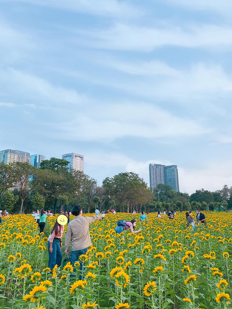 ทุ่งทานตะวัน สวนรถไฟ