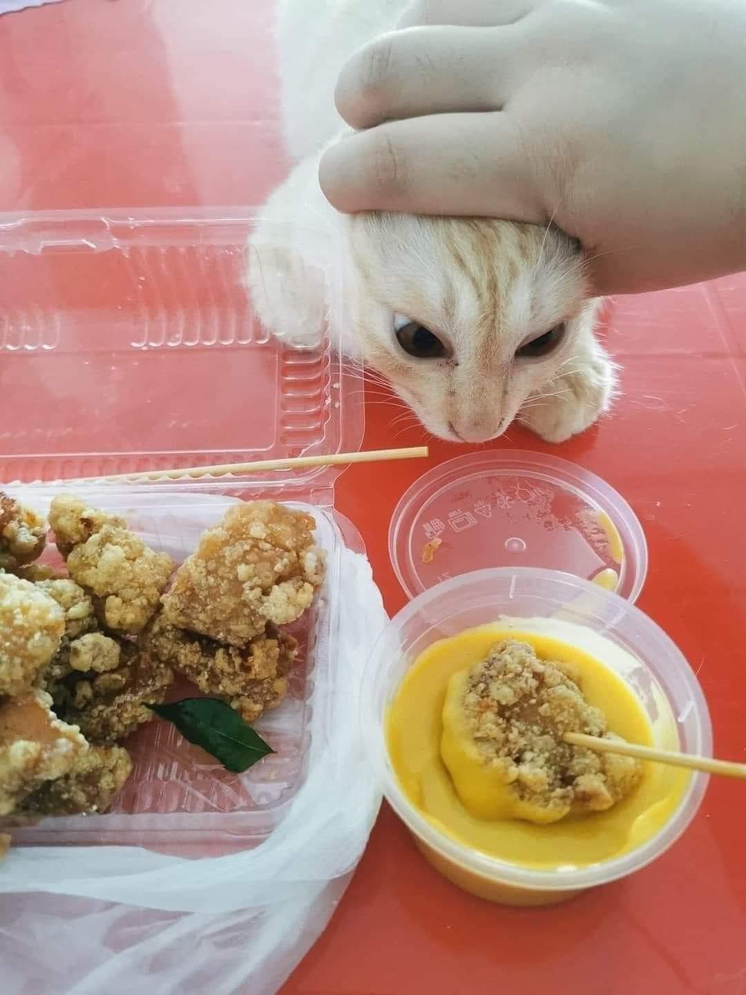แมวหิว