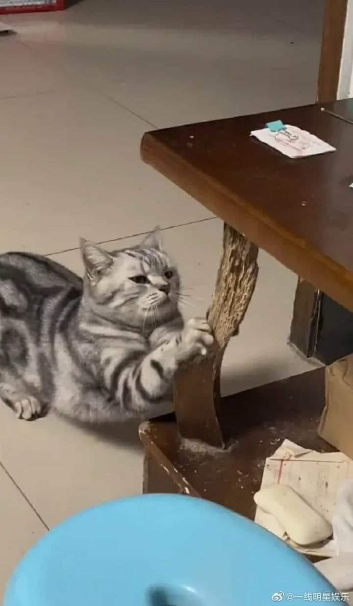 ขาโต๊ะ