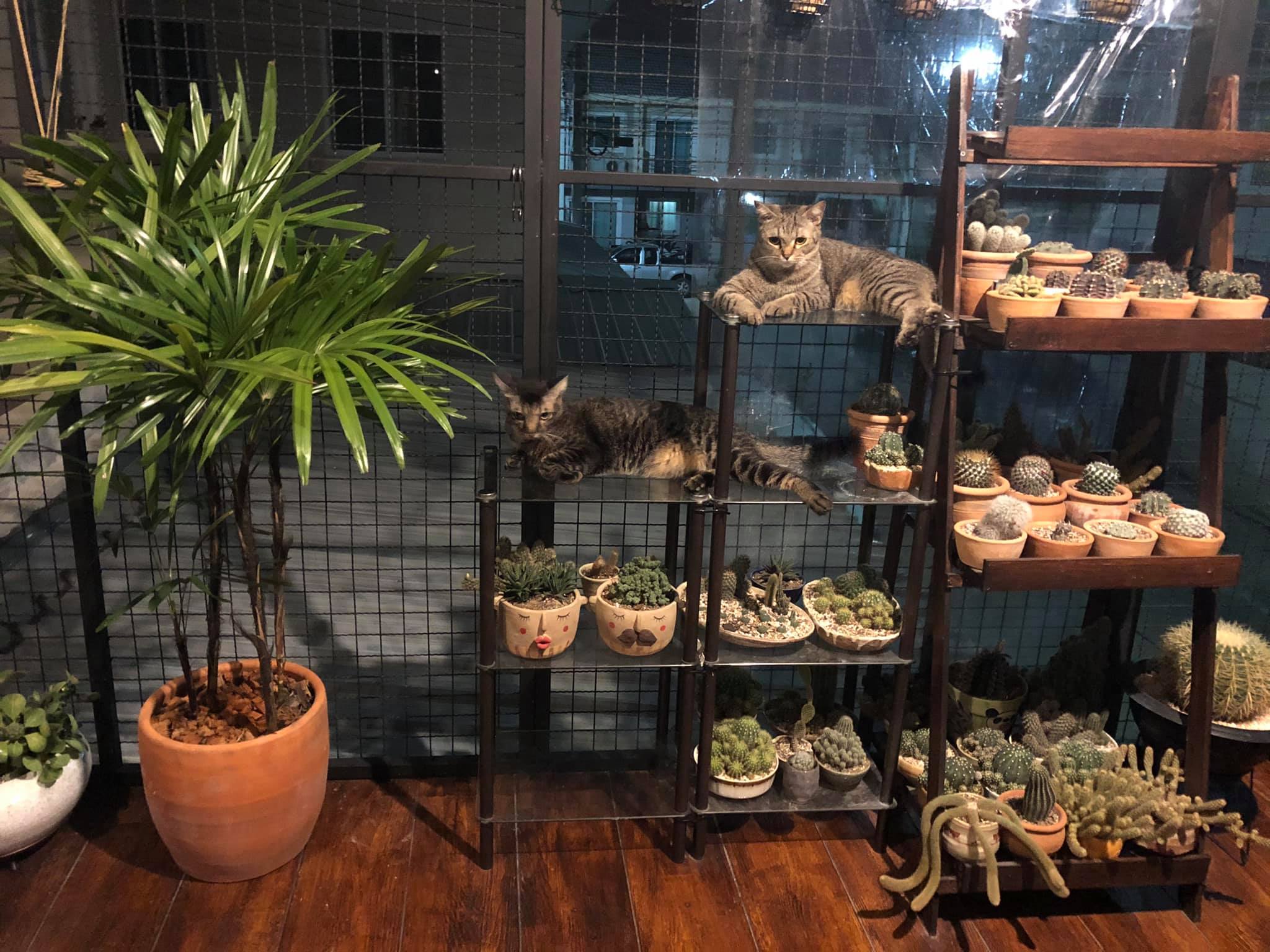 สร้างบ้านแมว