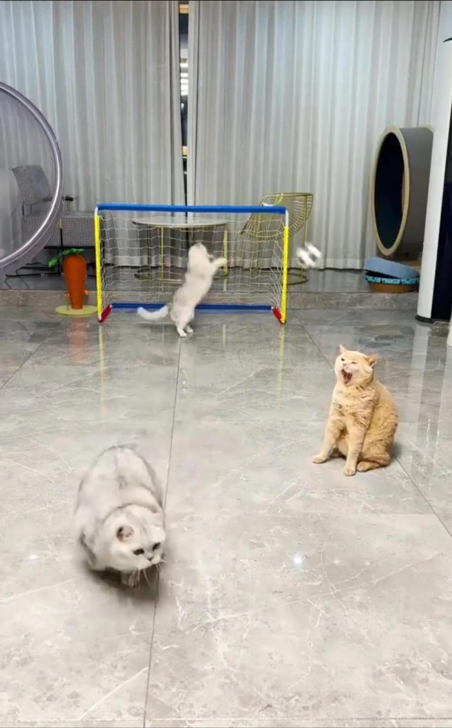 แมวเล่นบอล