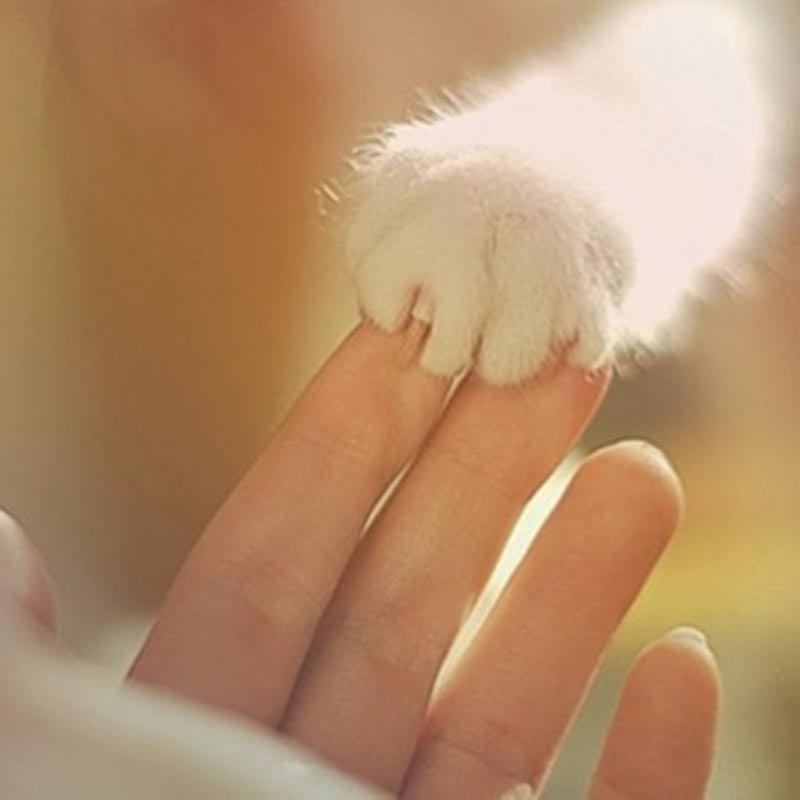Choupette