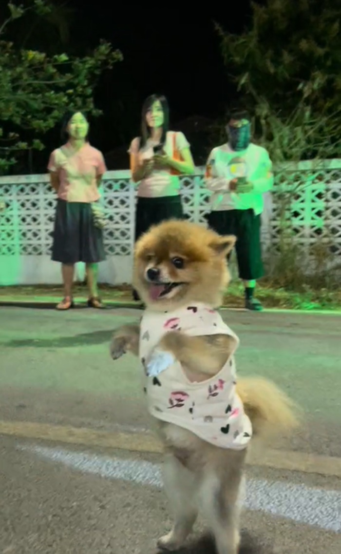 ปอมเมอเรเนียน