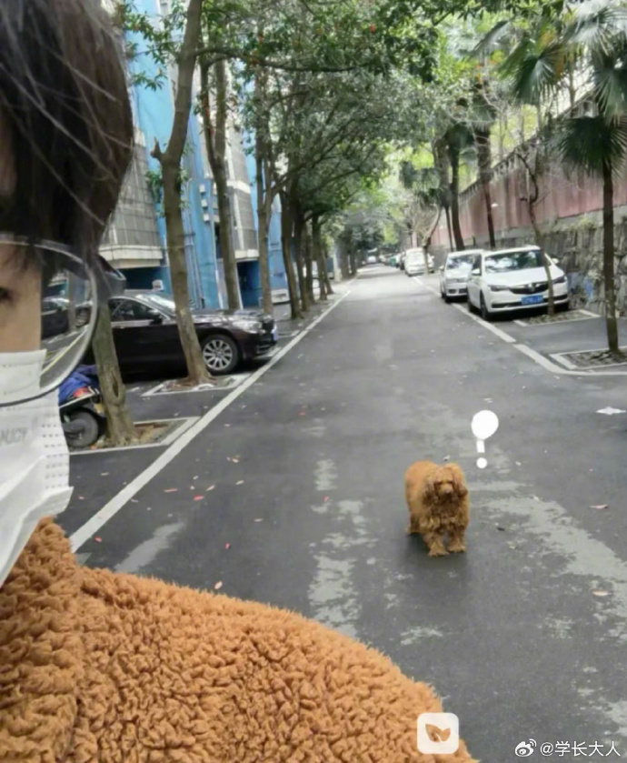หมาเดิน