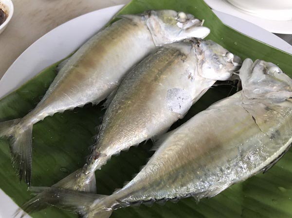 ปลาทู