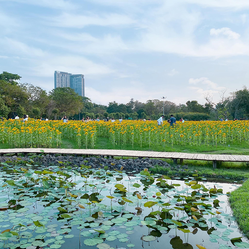 ทุ่งทานตะวัน สวนรถไฟ