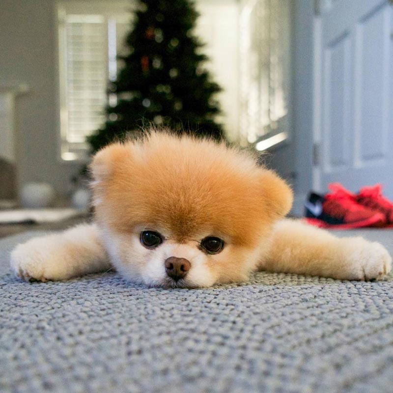 Boo