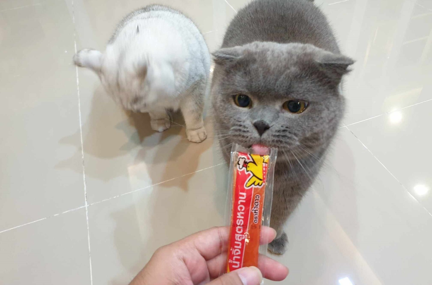 ขนมแมวเลีย