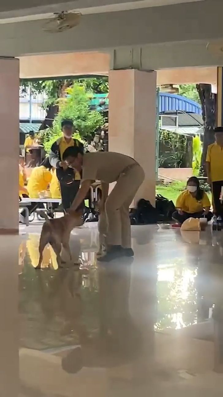หมากัดกัน