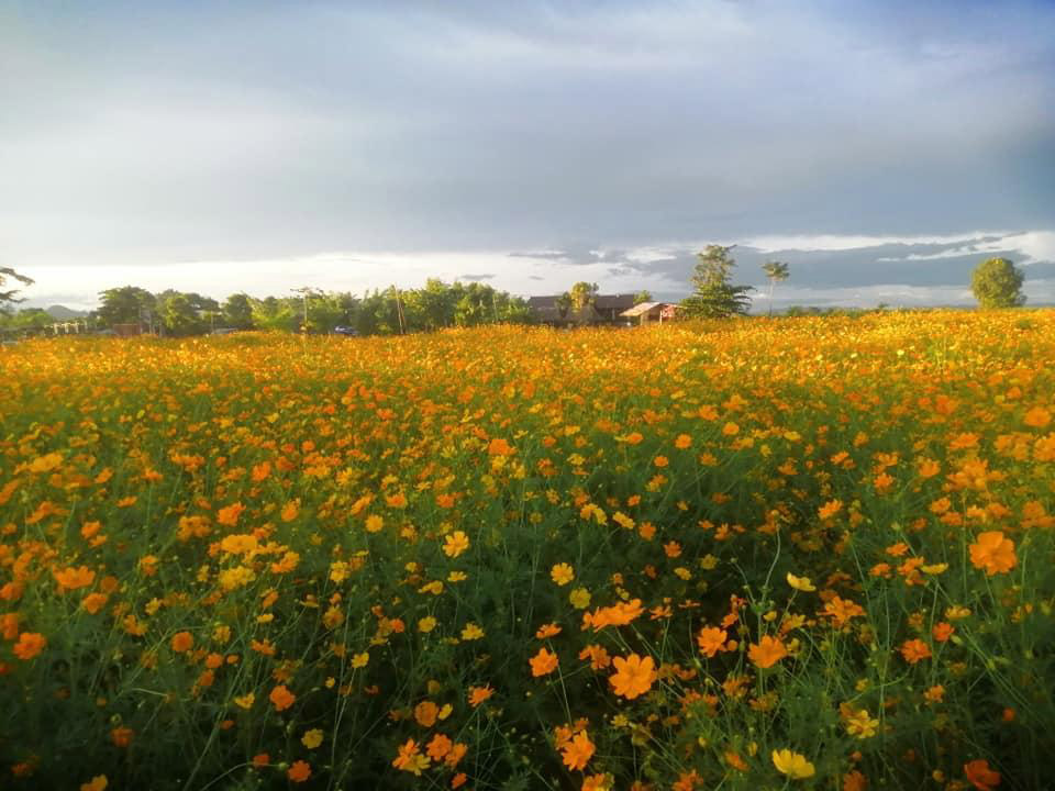 ทุ่งดอกไม้สุพรรณบุรี