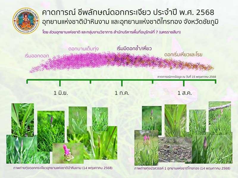 คาดการณ์การบานทุ่งดอกกระเจียว 2568