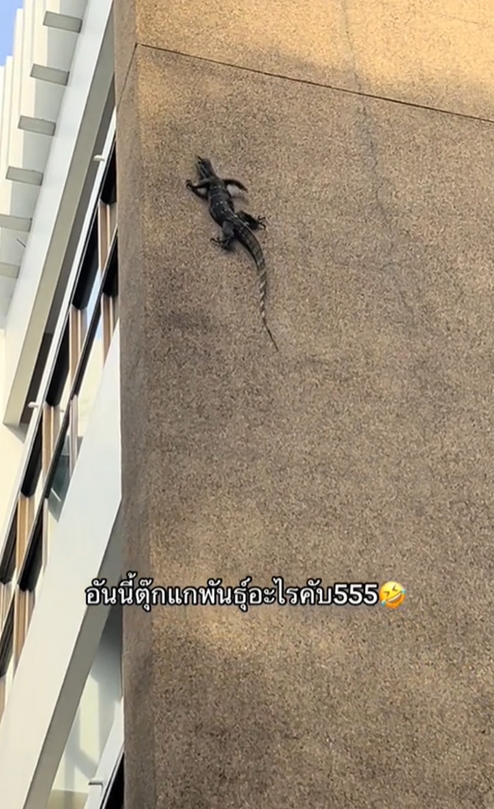 ตุ๊กแก