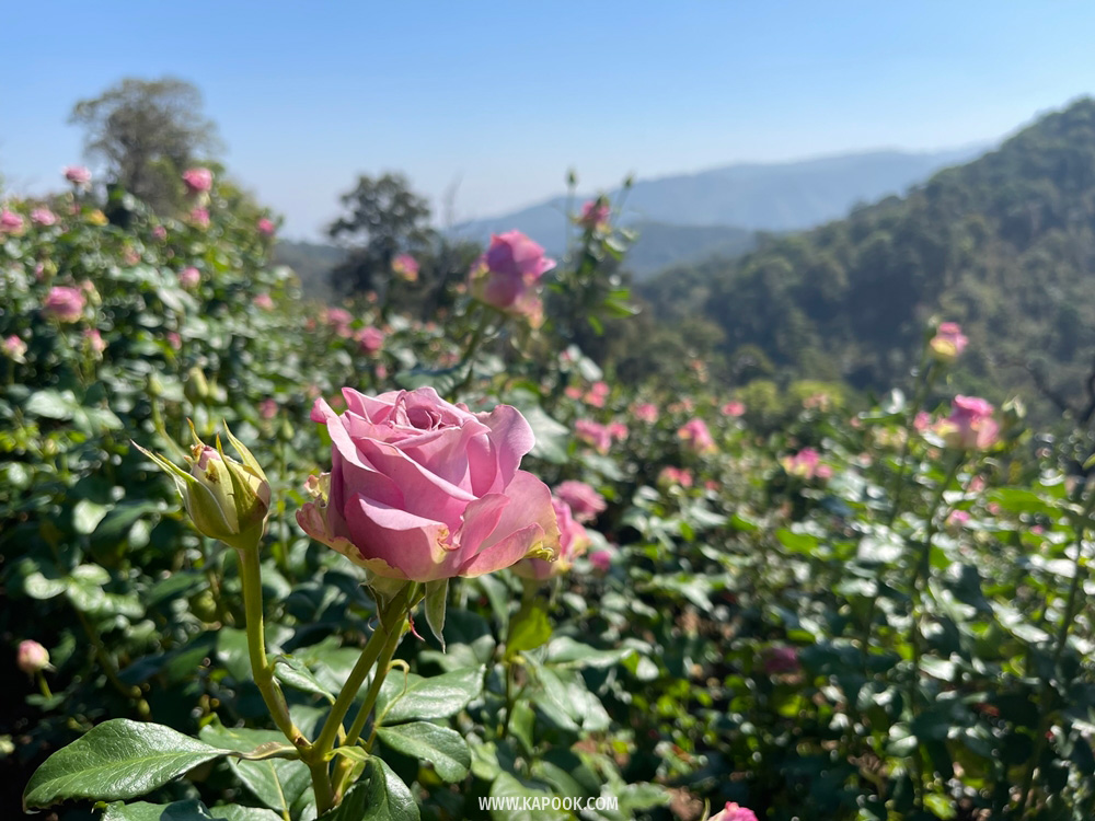 Chiang Mai Blooms 2022