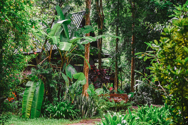 Our Jungle House