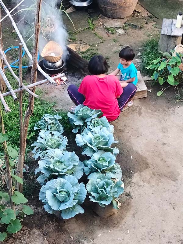 วิธีปลูกกะหล่ำปลีกินเอง