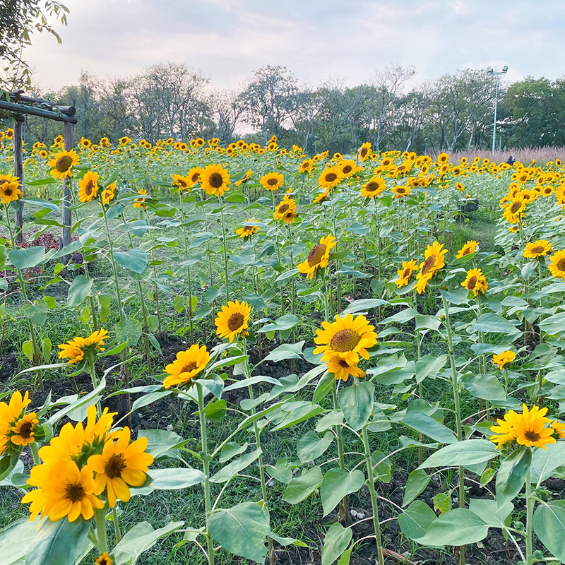 ทุ่งทานตะวัน สวนรถไฟ