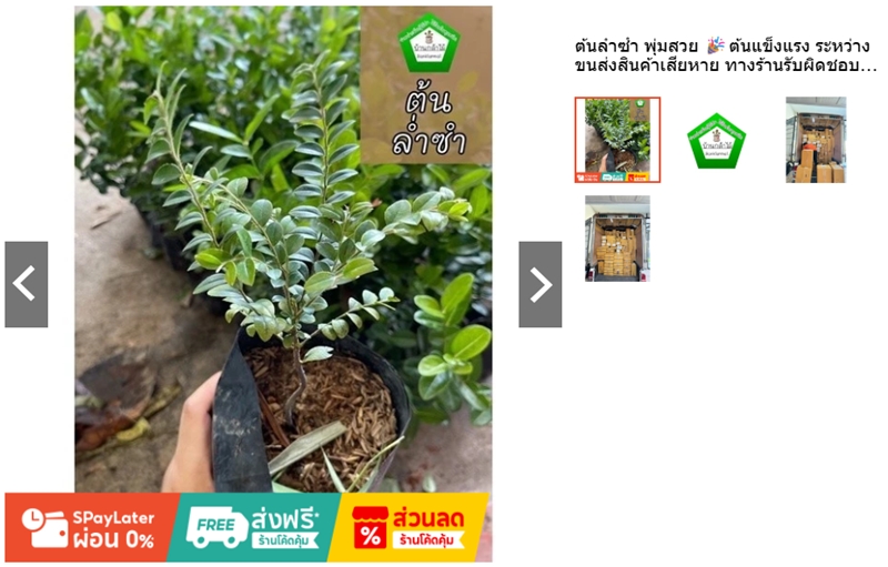 ต้นล่ำซำ ร้านบ้านกล้าไม้