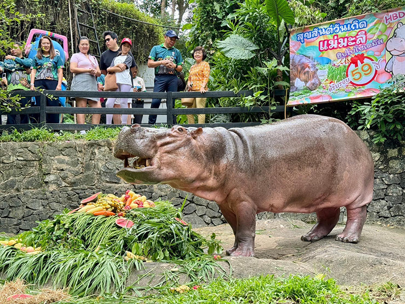 แม่มะลิ ฮิปโปที่อายุยืนที่สุดในประเทศไทย ที่สวนสัตว์เปิดเขาเขียว