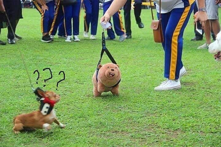 จูงหมา