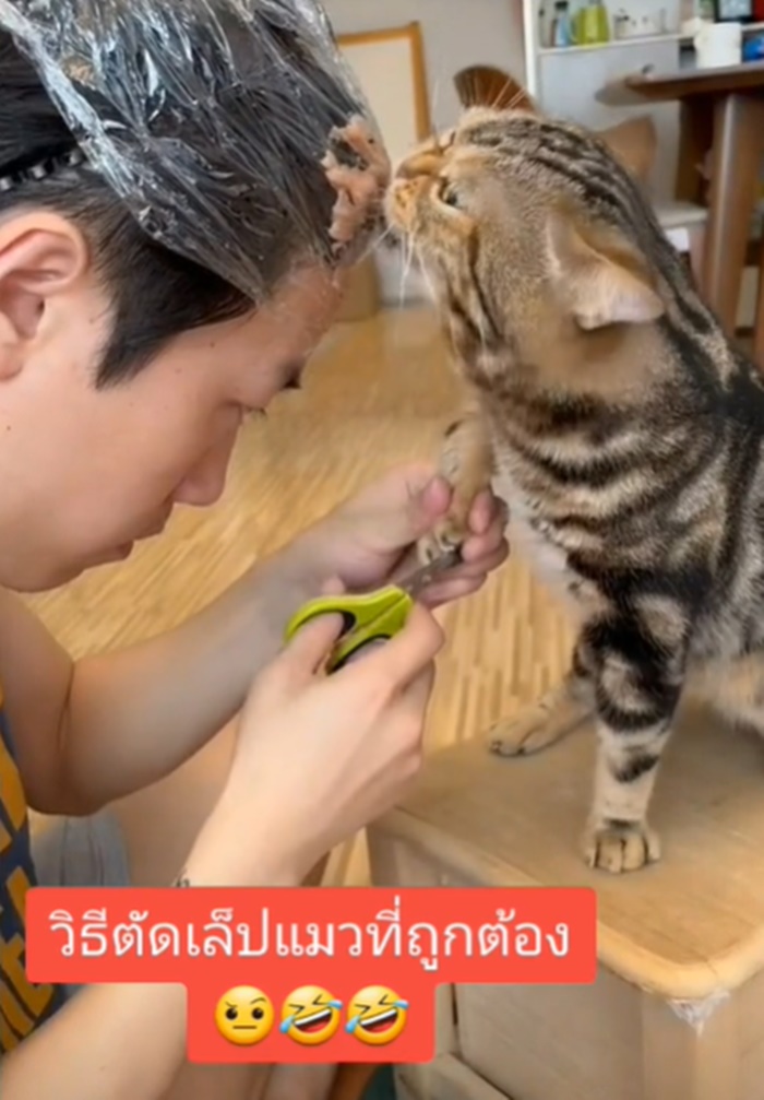 ตัดเล็บแมว