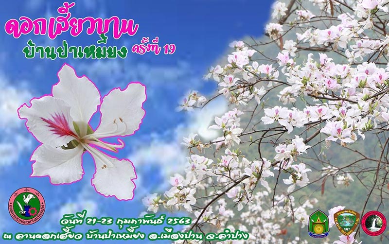 เทศกาลดอกเสี้ยวบาน 2563