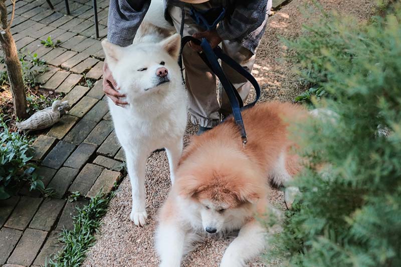 Mori Natural Farm