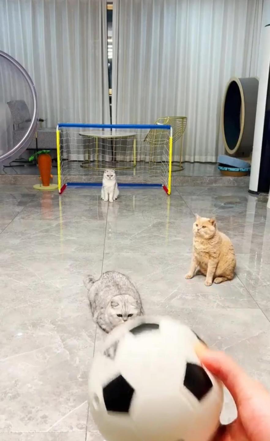 แมวเล่นบอล