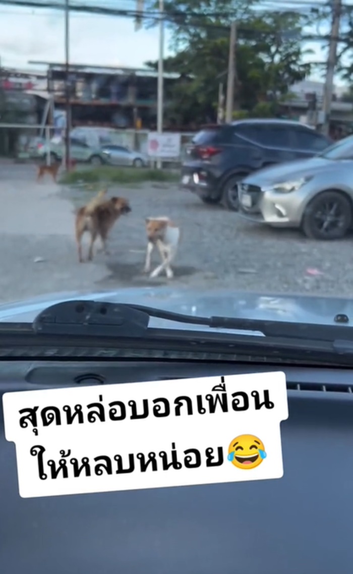 หมาตลก