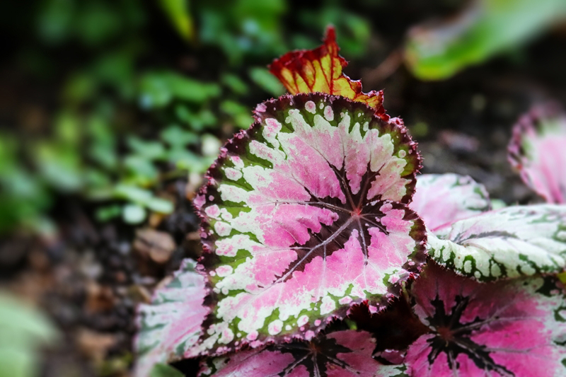 Rex Begonia