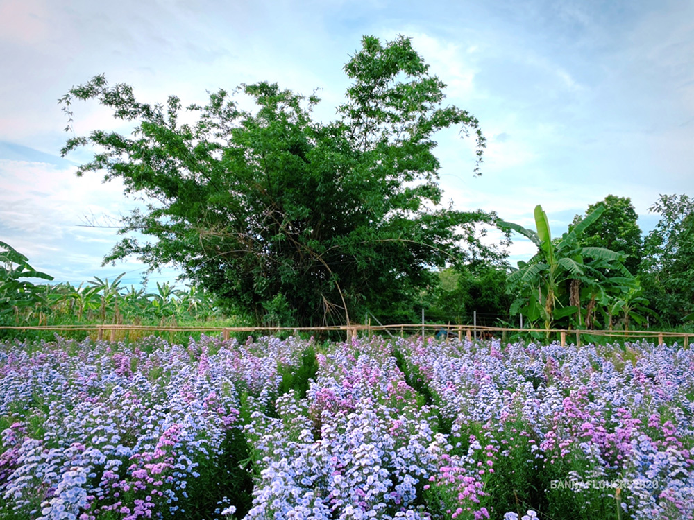บ้านนาฟลาวเวอร์ จ.เชียงใหม่