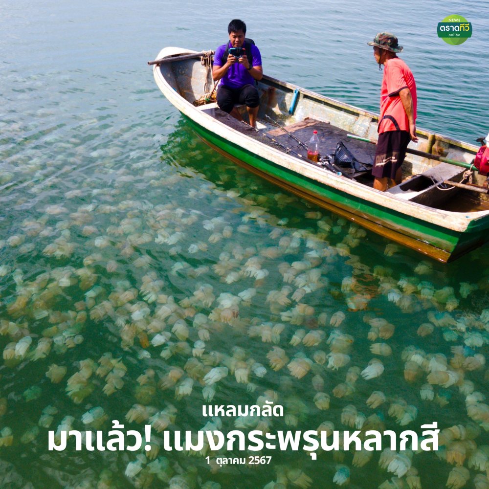 แมงกะพรุนหลากสี บ้านคลองสน แหลมกลัด