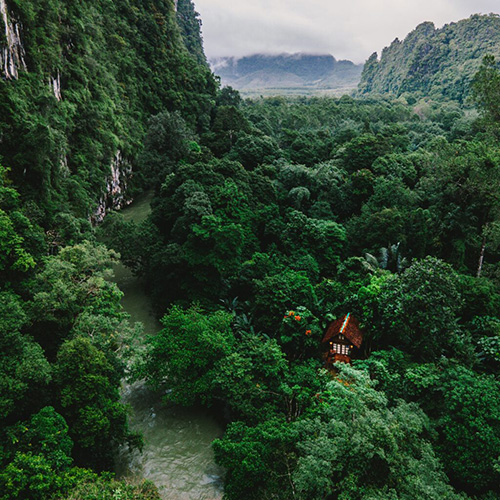 Our Jungle House