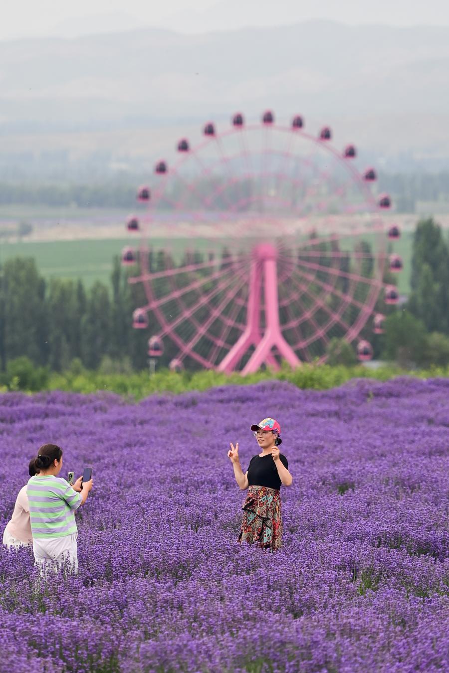 ทุ่งลาเวนเดอร์