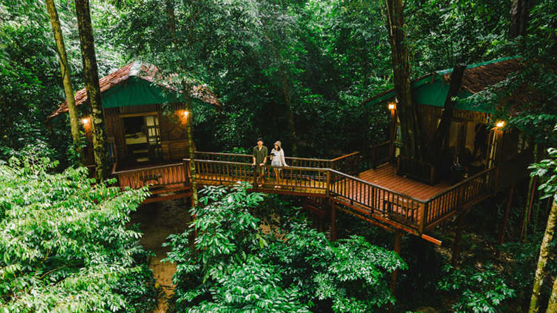 Our Jungle House