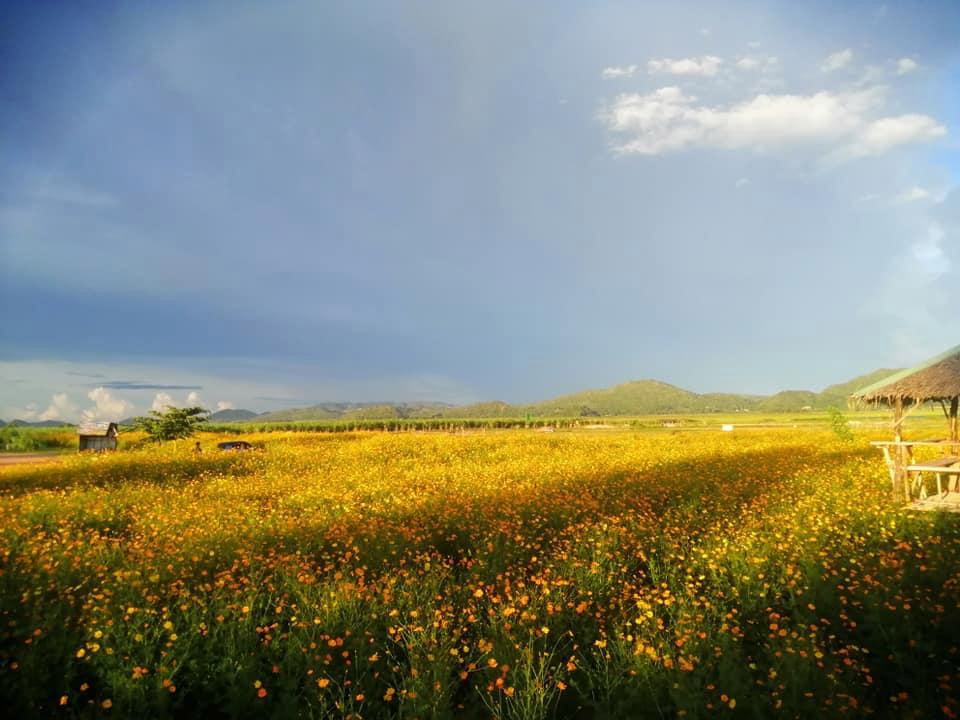 ทุ่งดอกไม้สุพรรณบุรี