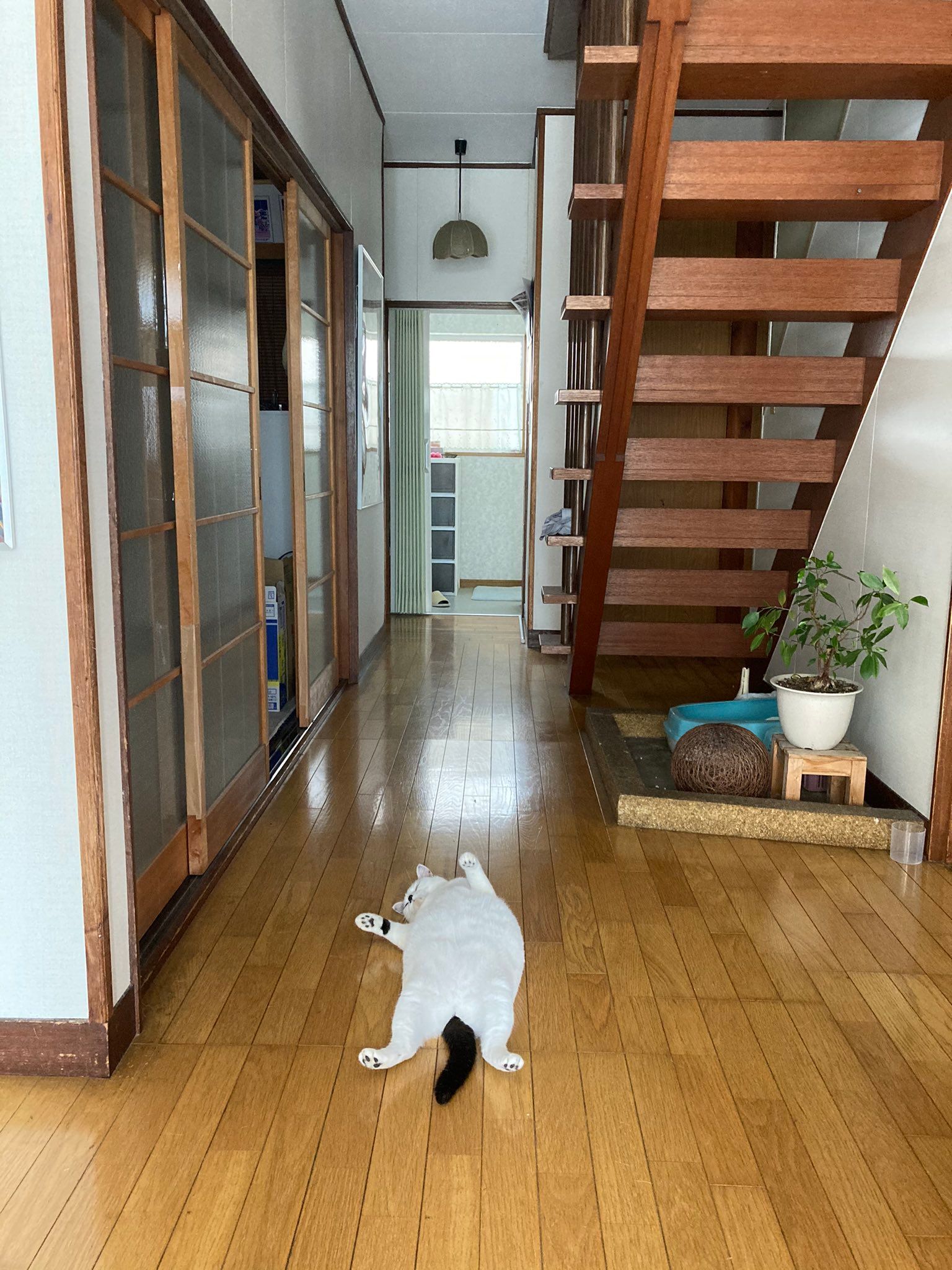 แมวนอน