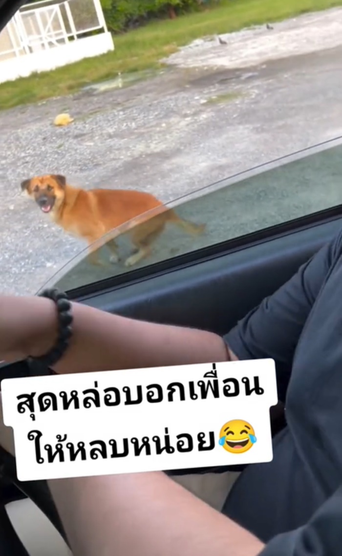 หมาตลก