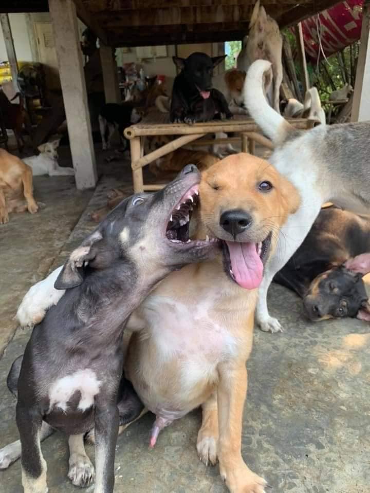 ลูกหมา