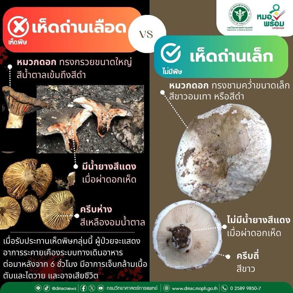 เห็ดถ่านเลือด