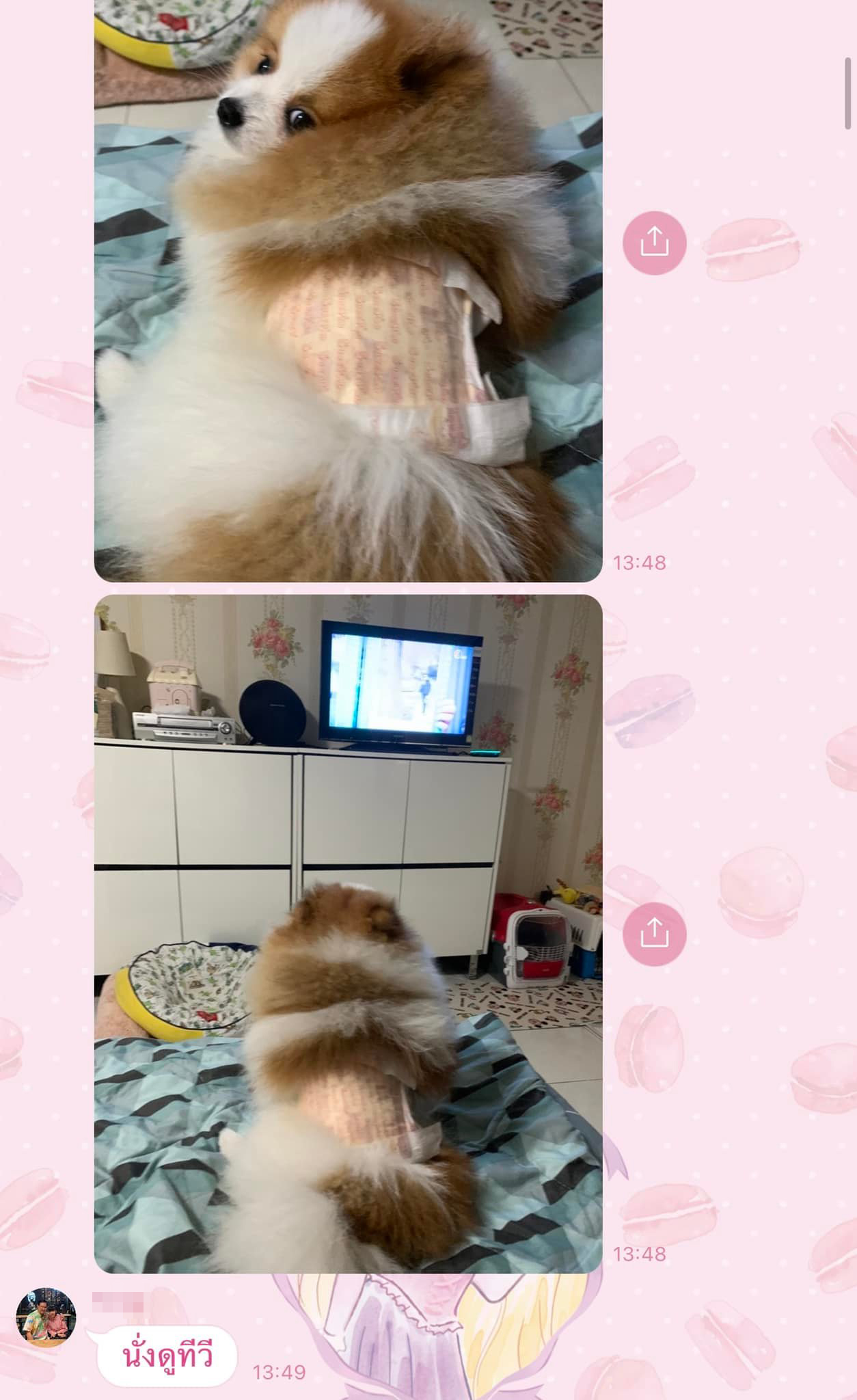 เลี้ยงหมา