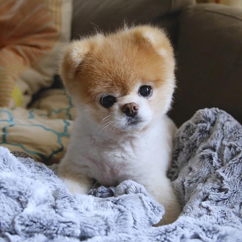 Boo