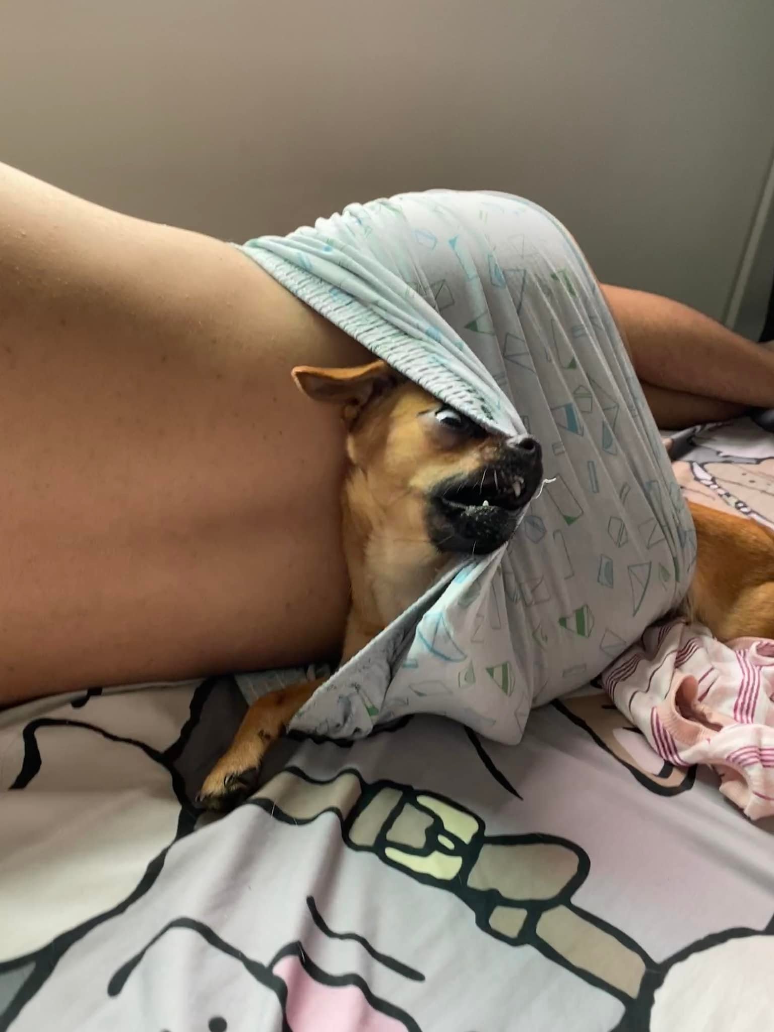 ของเล่นหมา