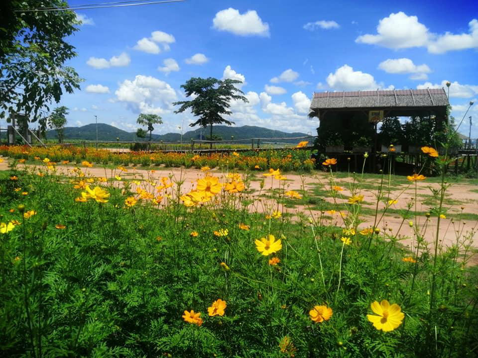 ทุ่งดอกไม้สุพรรณบุรี