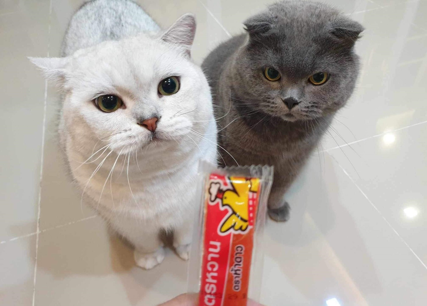 ขนมแมวเลีย