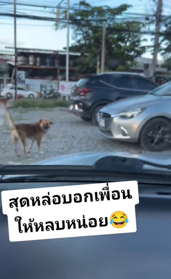 หมาตลก