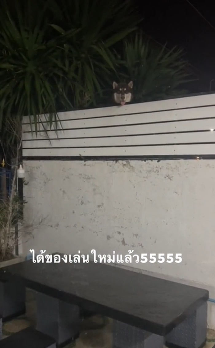 รดน้ำต้นไม้