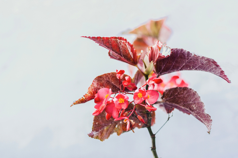 Richmond Begonia