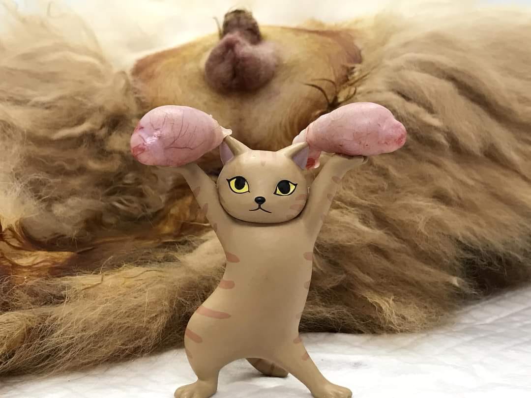 ตัดไข่แมว