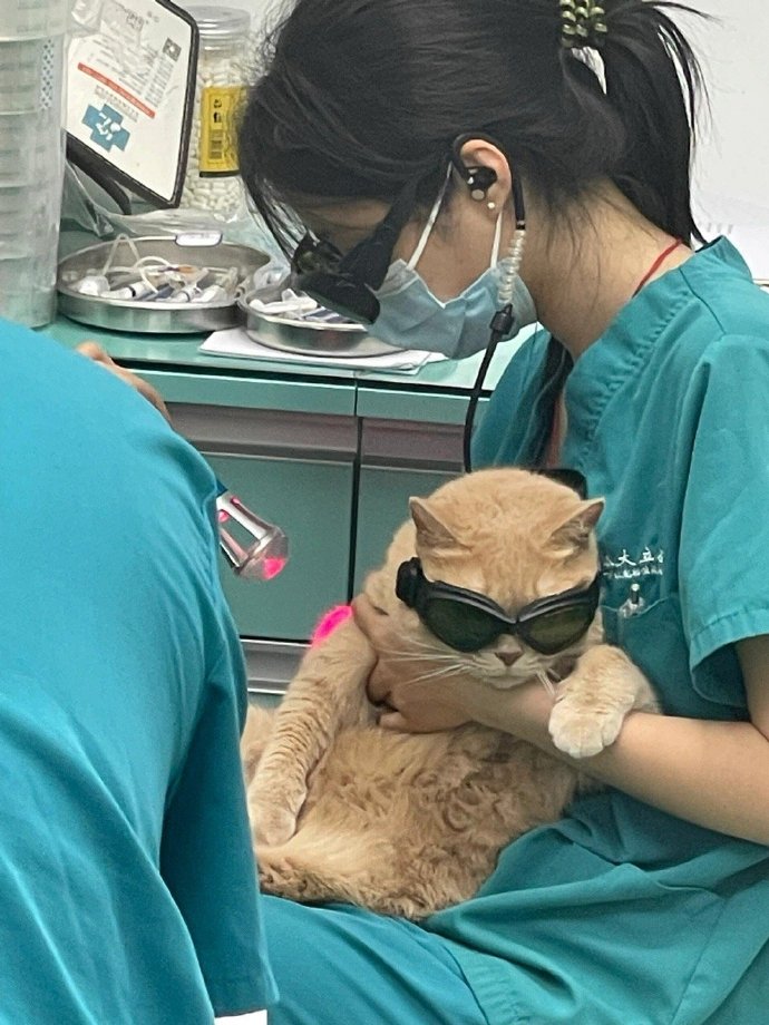 แมวส้ม
